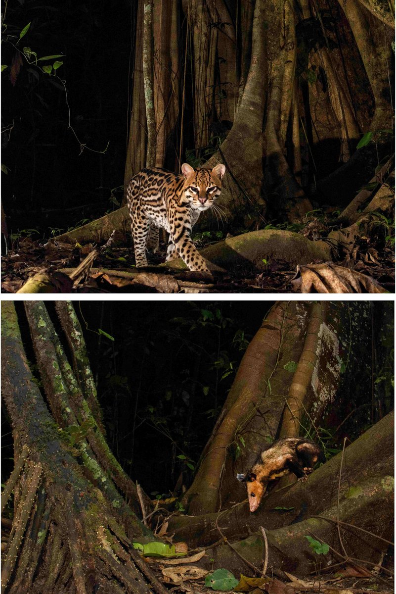 Ettore Camerlenghi (@ecamerlenghi) on Twitter photo It is finally out my paper with <a href="/LizabelDM/">Isabel Damas Moreira</a> where we described an usual association between ocelots and common opossums in the Peruvian Amazon.
esajournals.onlinelibrary.wiley.com/doi/10.1002/ec… It is finally out my paper with <a href="/LizabelDM/">Isabel Damas Moreira</a> where we described an usual association between ocelots and common opossums in the Peruvian Amazon.
esajournals.onlinelibrary.wiley.com/doi/10.1002/ec…