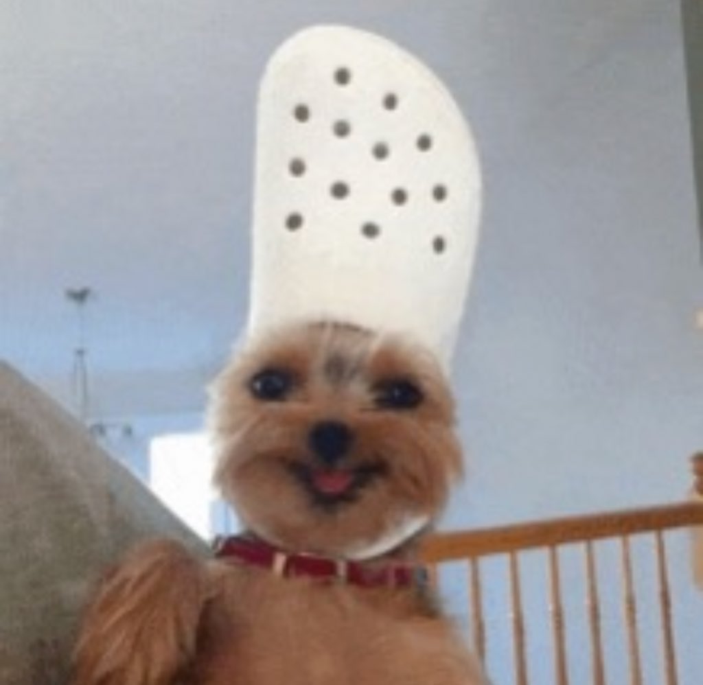 „Unser Hund ist wahnsinnig pfiffig“

Der Hund: