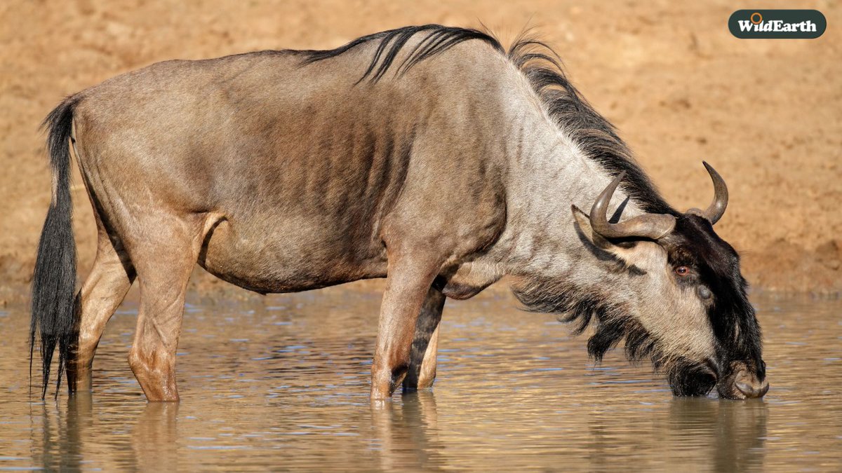 It is time for Live at the waterhole with Ben and Nadine chatting away. Make sure to send in your questions and comments or even requests.  #wildearth