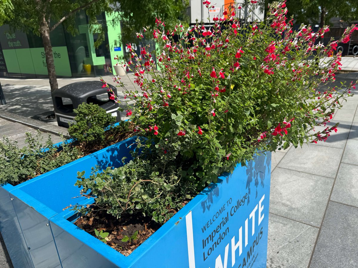 MeristemDesign's tweet image. Summer’s in full bloom at Imperial College London’s White City Campus 🌿🌸
We designed vibrant outdoor study hubs + parklets with:
🌱 Drought-tolerant planting
😌 Tiered seating for study & rest
🪷 Green roofs & fragrant climbers
📗 A green route from station to campus
