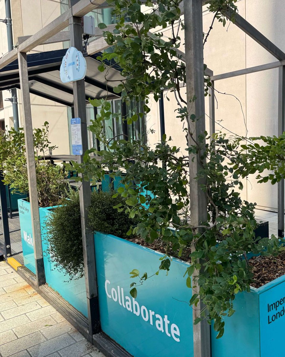 MeristemDesign's tweet image. Summer’s in full bloom at Imperial College London’s White City Campus 🌿🌸
We designed vibrant outdoor study hubs + parklets with:
🌱 Drought-tolerant planting
😌 Tiered seating for study & rest
🪷 Green roofs & fragrant climbers
📗 A green route from station to campus