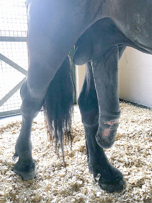 Noooooo mi si è ammalato il cavallo nooooooo
Te lo avevo detto di non scoparti tutte le cavalle e adesso devi stare a cazzo moscio per 2 settimane e io rimanere vuota
Io ho fatto di peggio oggi quindi parlo per conoscenza 
Buona giornata e divertitevi lo stesso