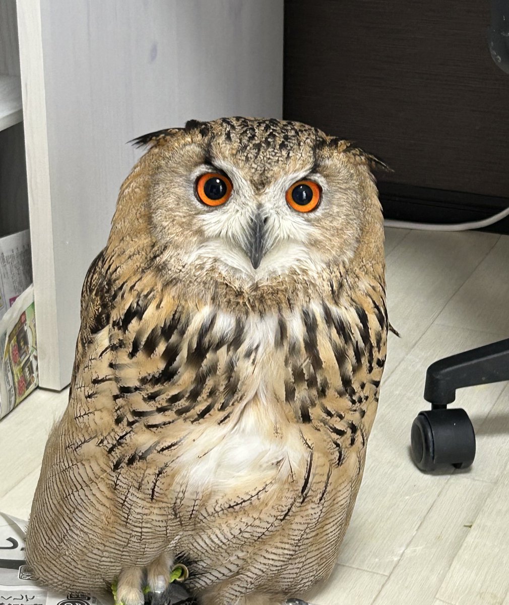 IrtBii's tweet image. 初めて自分から腕に乗れたね✨️🦉すごいよ！✨️