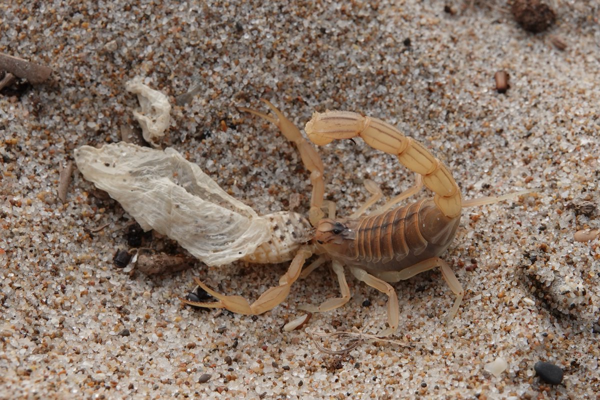 GomezSerrano_MA's tweet photo. La arena de las playas naturales está repleta de vida. Este escorpión devora una larva de hormiga león mientras se refugia bajo maderas y restos de Velella velella (hidrozoo)
No retirar los restos mareales de la playa permite mantener las complejas redes tróficas de su ecosistema https://t.co/2S5Hphgcrh