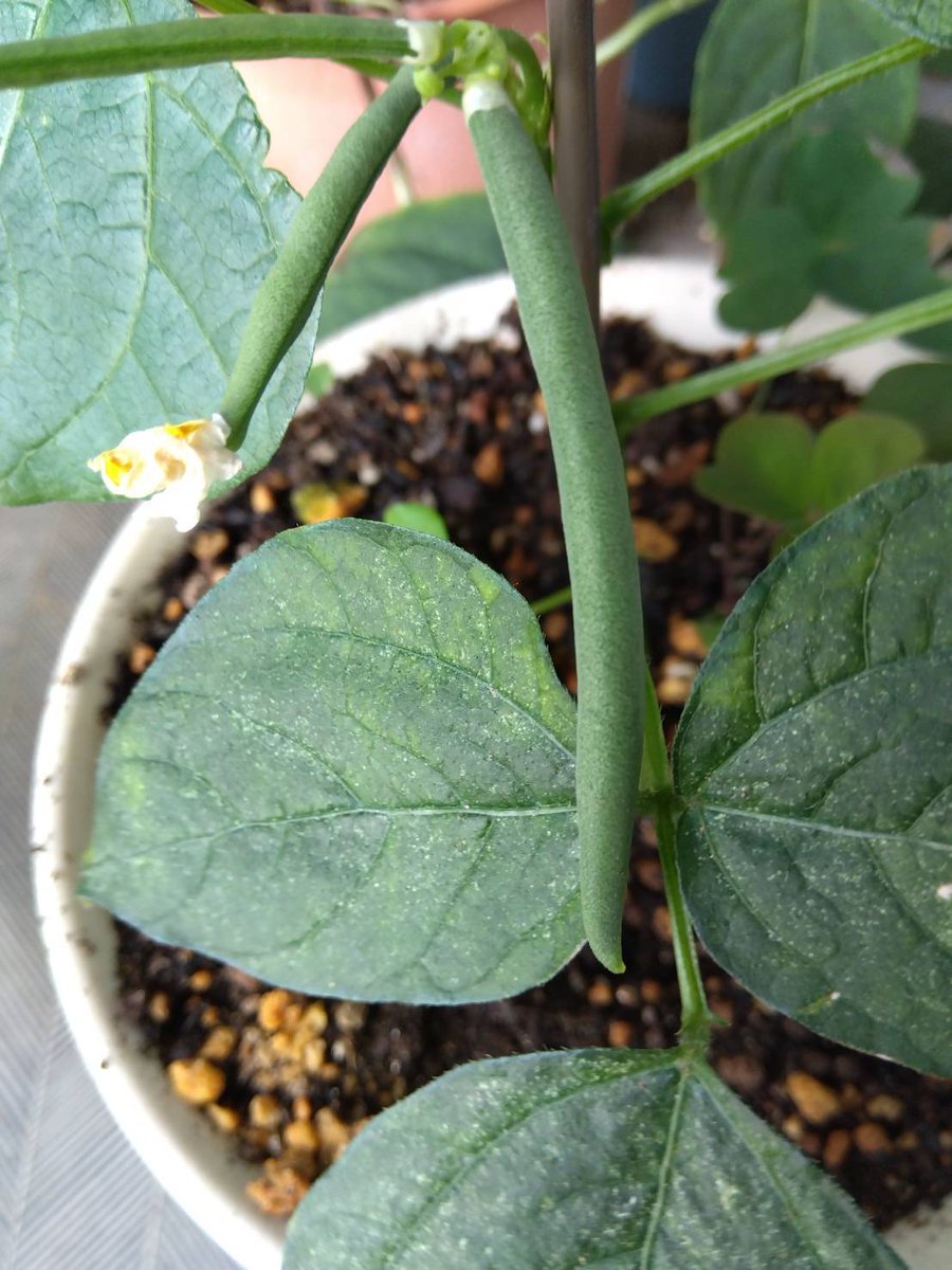 ベランダ定点観測🌱
５月に色々な種を蒔いて
何を蒔いたのかすっかり忘れていて😅

芽が出て花が咲いてお豆の鞘ができてやっと思い出しました💡
小豆❣️❣️❣️
お汁粉作った時、ふやかしたお豆を３つ蒔いたのでした🫘🫛
１つしか育たなかったけど
寒くなったらお汁粉パーティー
できるかな😋