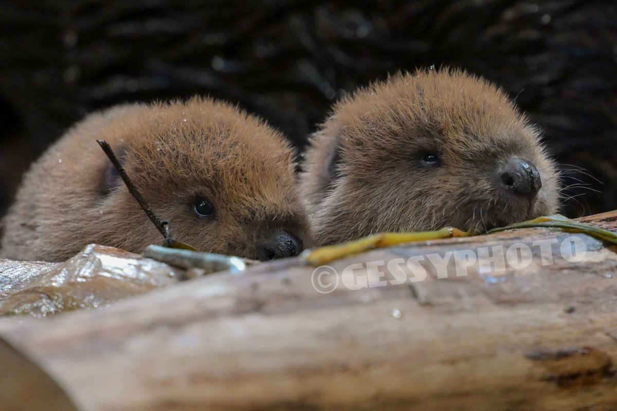 ぼくたち2年後どうなってるんだろうね

#チビーバー
#ビーバーの赤ちゃん
#アメリカビーバー
#神戸どうぶつ王国