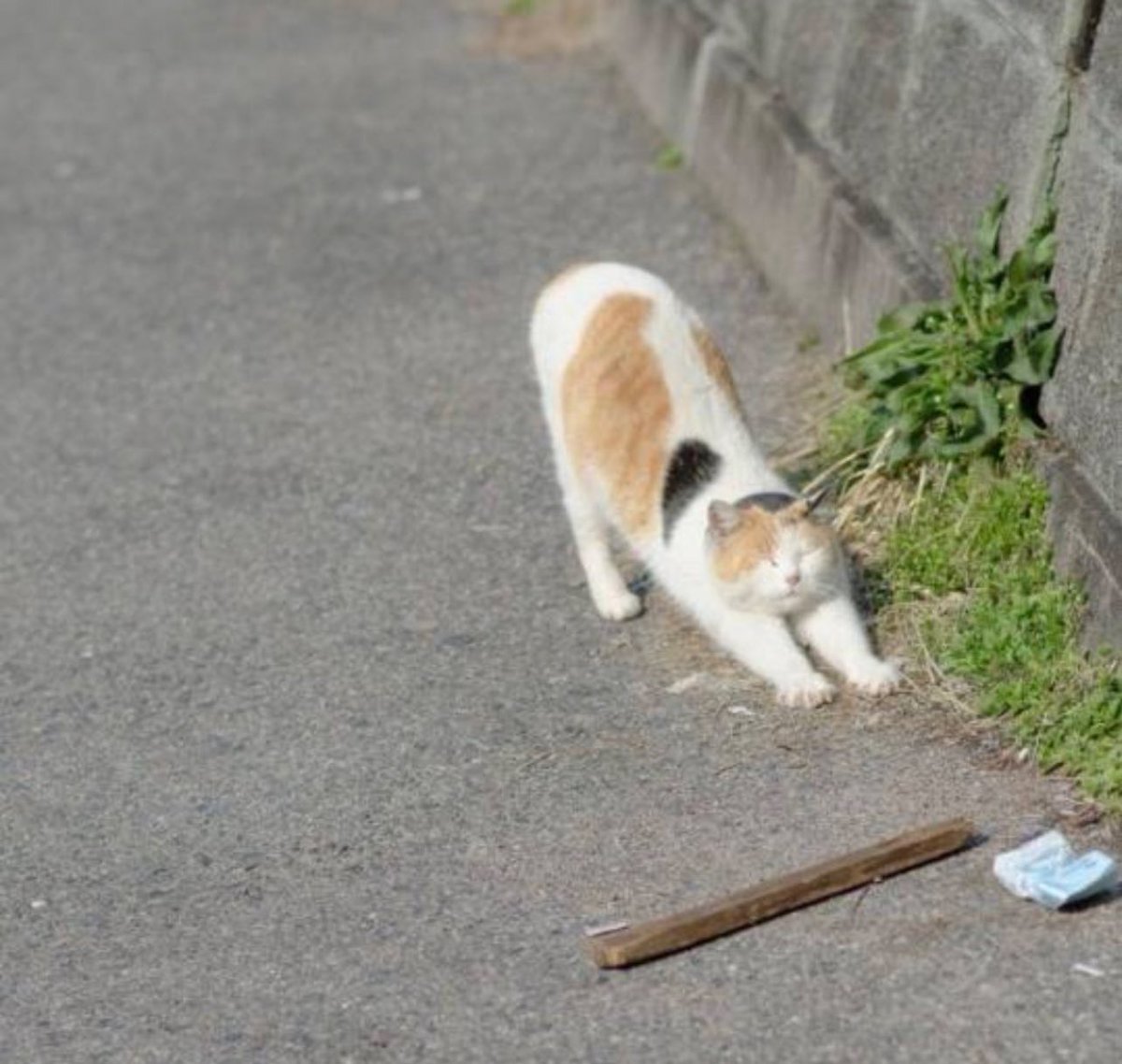 体の大きさは違えどちゃんと猫