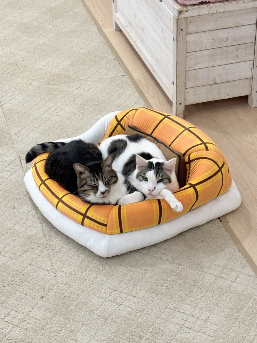 nyankuru's tweet photo. 【蒲田】
仲良しのひかるくんとケナンくんです😺😺🫶
連日暑いですね🥵猫ちゃんたちと涼みにでもいらしてください😊🐈🎐冷たいドリンクも飲めます🥤
【蒲田店では現在22匹の猫ちゃんが新しい家族を待っています  #猫カフェ #里親募集】 https://t.co/bOviIkipOP