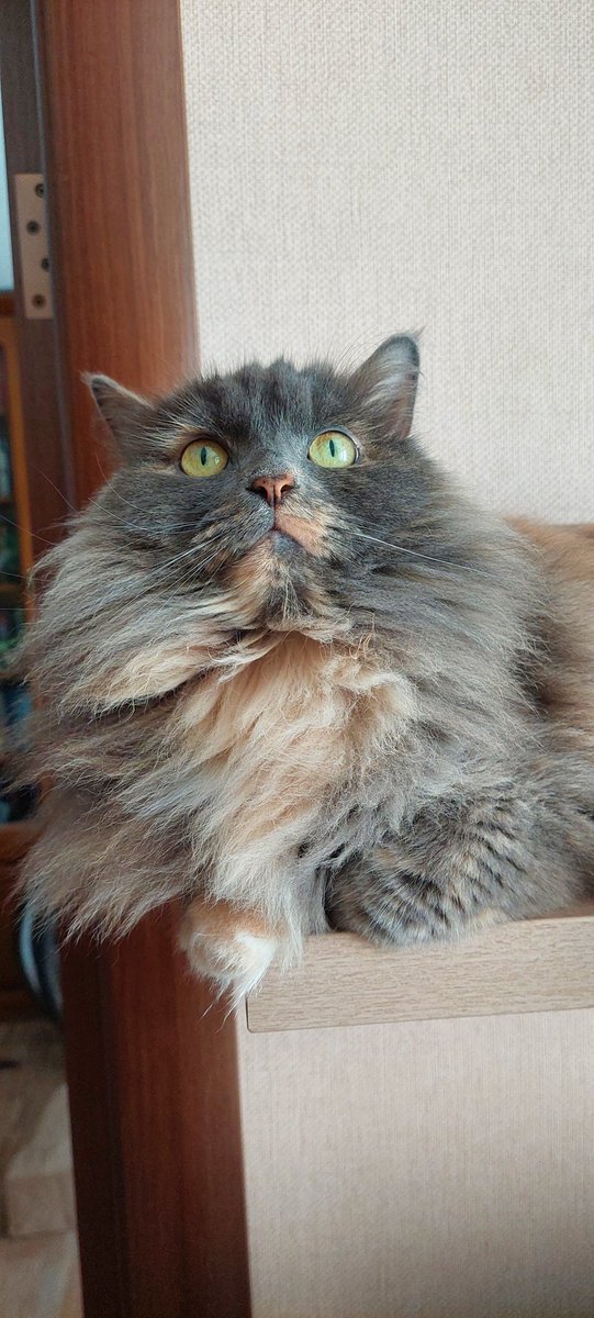 Демонстрирует меха