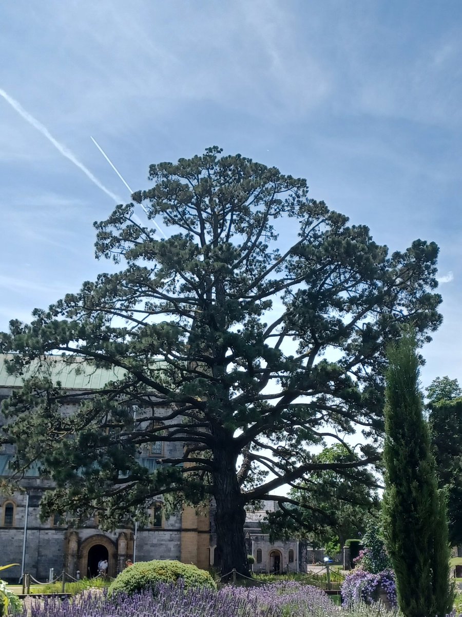 SlingsbyElaine's tweet image. #ThickTrunkTuesday Buckfast Abbey #Devon