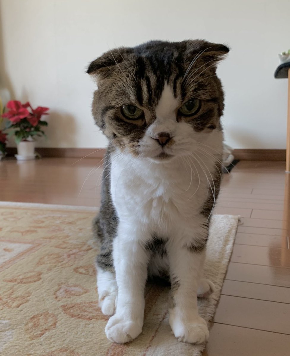 gilbertacat's tweet photo. このみぃちゃんはこんな感じになりました😼
なんか雰囲気でてるね https://t.co/xlNcqBltmG