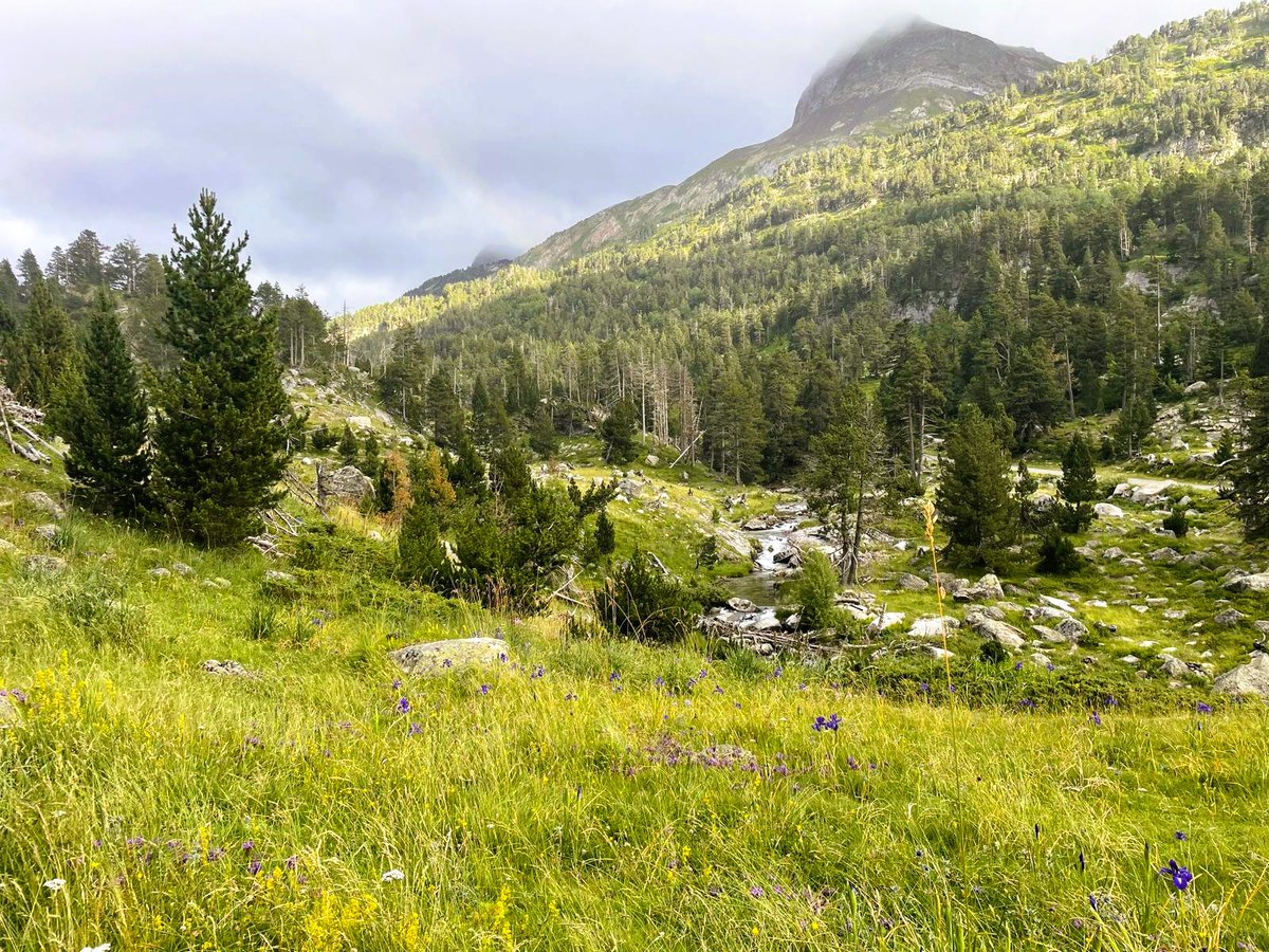 Hay lugares donde las estaciones parece que conservan un ritmo más cercano a la vida. Me envían fotos del valle de Benasque y envidio el verdor que resiste, las aguas que aún enfrían los caminos, esas flores coloreando un paisaje que me evoca la ya lejana primavera.
¡Buen martes!