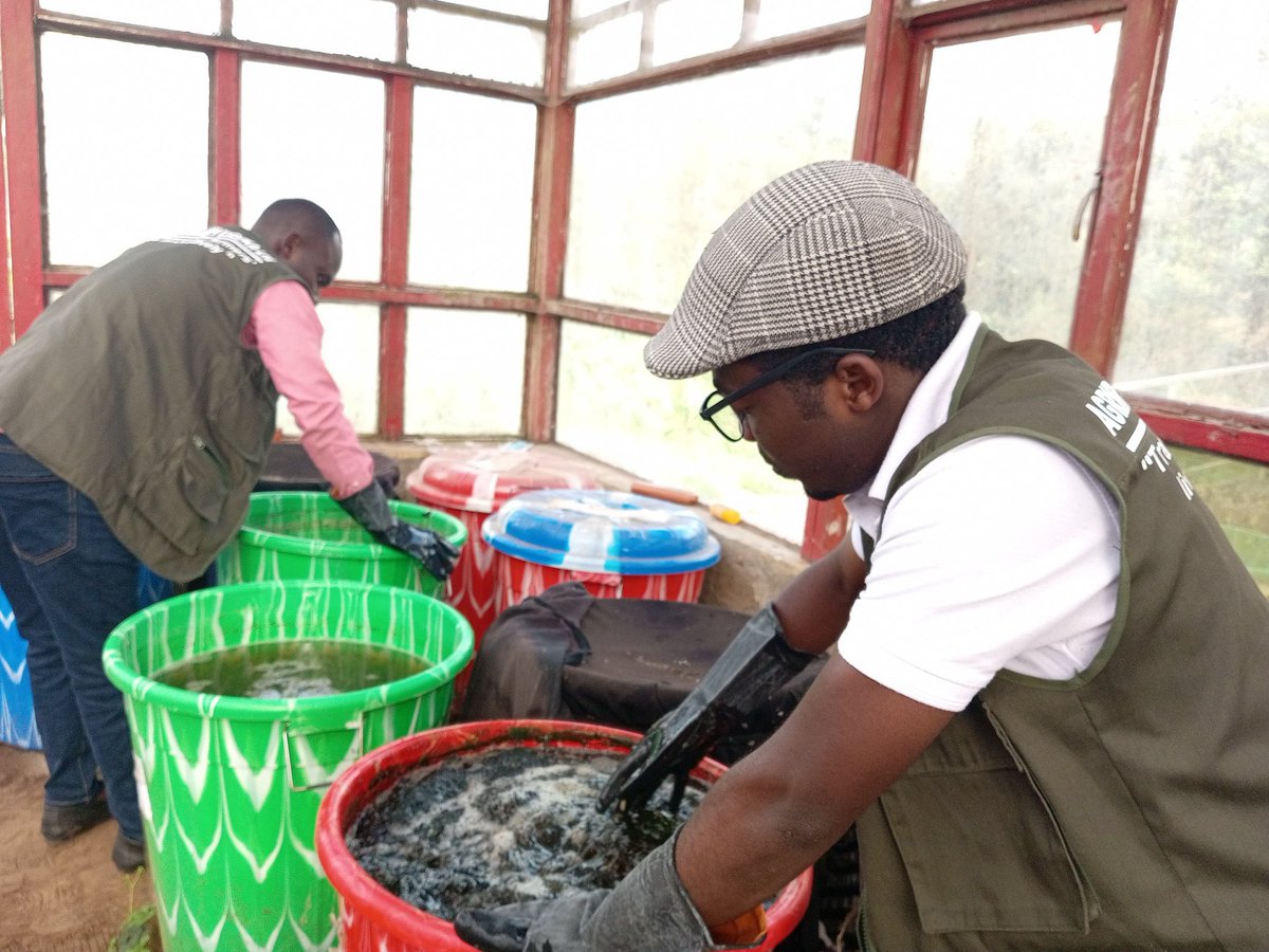 AGRIRESEARCHLtd's tweet image. Have you heard of #CompostTea produced,@AGRIPI_?
It’s a nutrient-rich liquid fertilizer&amp;amp; bio-pesticide—brewed to boost your yields naturally. Join us at  #RwandaAgroecologySymposium2025, explore nature-based solutions for sustainable farming.
Register now: forms.gle/diYzycvyMiPujg…