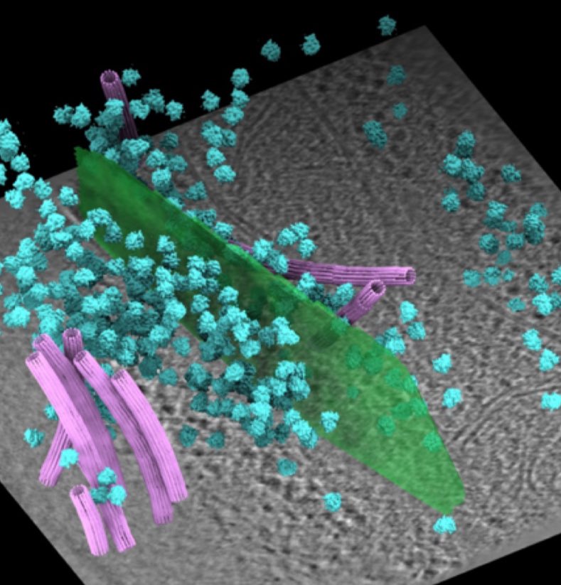 In our latest preprint on bioRxiv, we present the in situ structure of the human gap junction at 14 Å resolution using cryo-ET.

The structure provides a blueprint for investigating how connexin regulation shapes intercellular communication in health and disease.