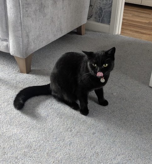 👨‍🦲:  Milo.  Would you kindly pose for a nice photo before I serve your second breakfast?
🐈‍⬛: I don’t remember the first so there’s only one answer to that. 👅 😹😹
#tongueouttuesday #CatsOfTwitter 🖤🐈‍⬛