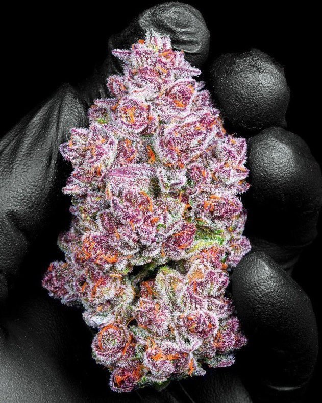 _StonersRUs_'s tweet photo. Black Cherry Punch 🍒🥊🔥 https://t.co/IVZcdtJunm