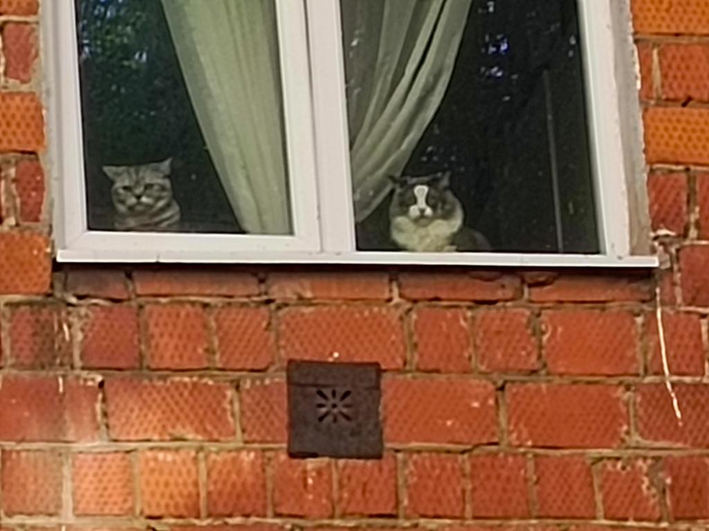 Иду, никого не трогаю, чую, кто то глазами меня буровит, и чего им надо? 🤔😂
#Времякотиков