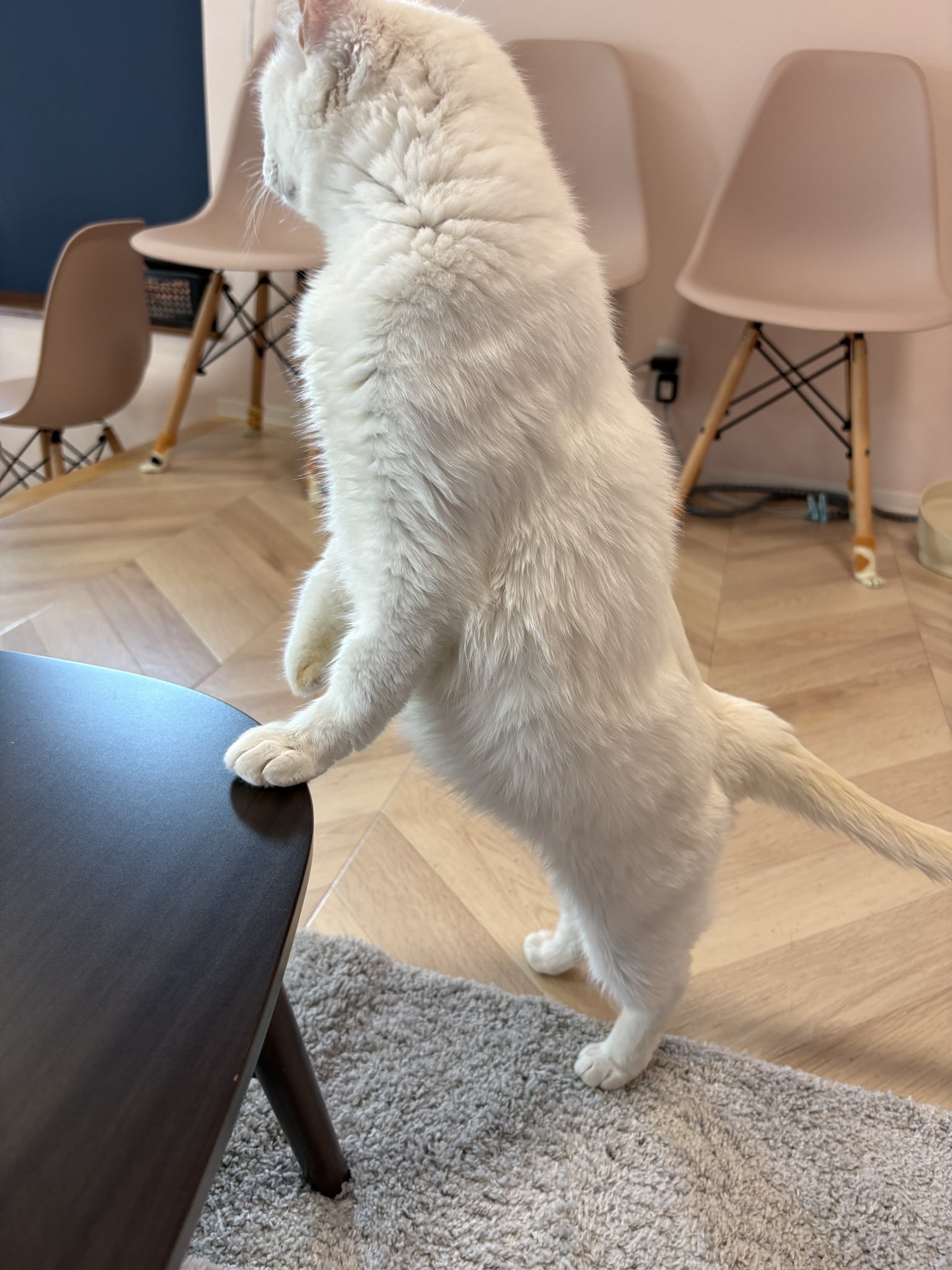 譲渡型保護猫Cafe あおねこ(新潟県田上町) on X: 