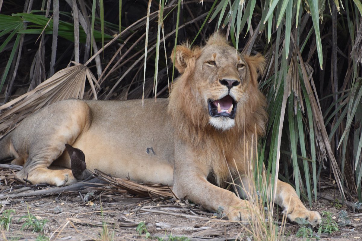 luitours's tweet photo. Book your safari adventure now and let the wilderness unveil its wonders!
 
https://t.co/0QyX1suJef 

#luitours #travels #adventure #luitours #adventures #tourism #tourists #tourist #travelphotography #safari #naturephotography #destinations #vacation #holidays #lion #uktravel https://t.co/NU8o7HwL5M