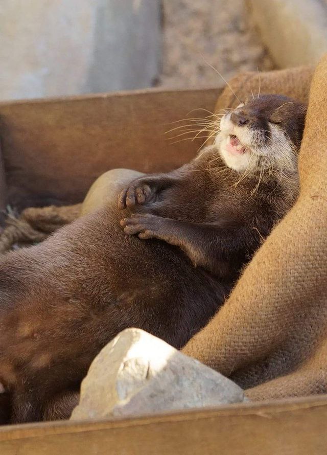 Boatoat_INA's tweet photo. @Yong_yutt Day-28
Otter 🦦Very suitable to be kept as a boat, both are clingy, like to be loved and liked to be pampered and hugged
#30DaysWithBoat #BoatChallenge
#BoatYongyut @Yong_yutt https://t.co/U31XZh3yXo
