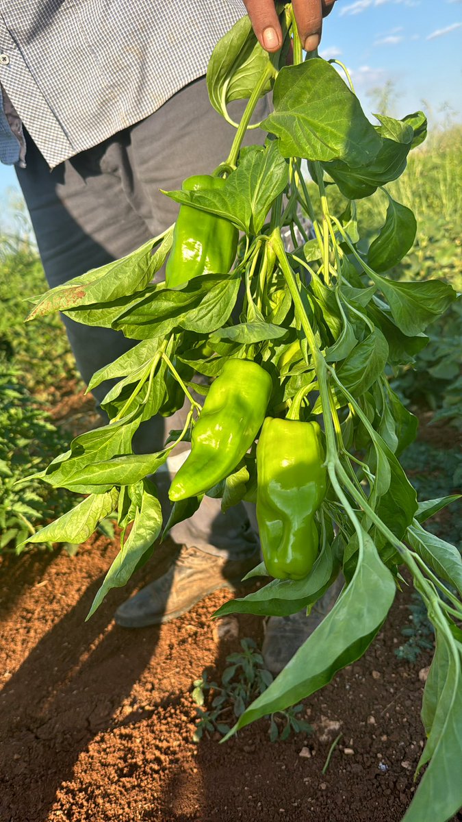 Günaydın 🌞🫑🫑🌶️🌶️🫑