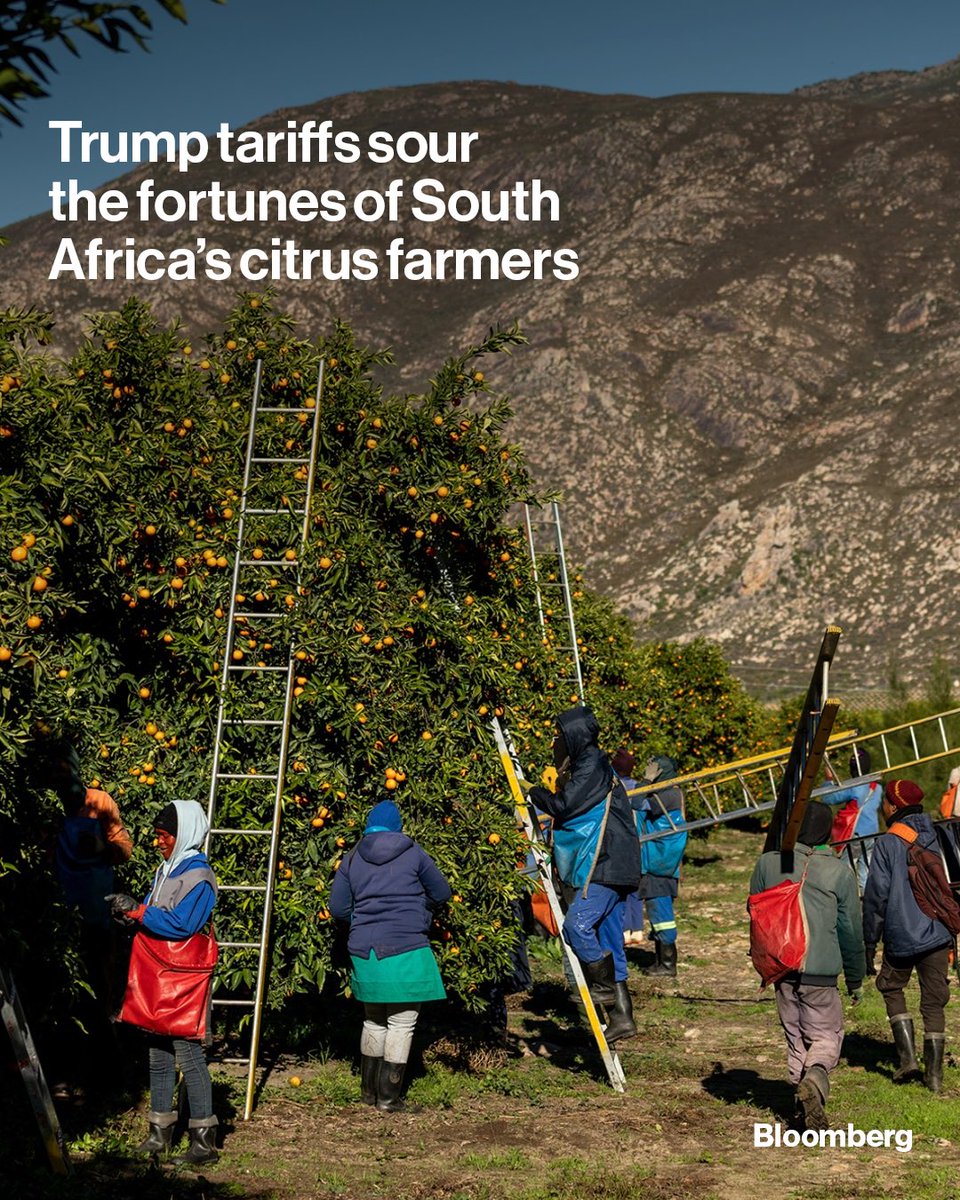 Citrus is SA’s golden fruit, and America loves it. But Donald Trump’s new tariffs mean US shoppers will pay more, and farmers back home could feel the squeeze. 

We visited a Citrusdal farm to see what’s at stake. Read here: bloom.bg/3TXT9sd