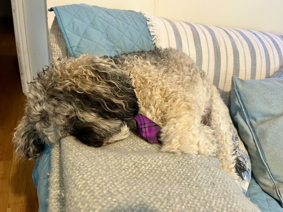 Malcolm_theCat's tweet image. Chums! Baby Dog here. I can’t say much… I’ve got a Hangover… a Creamie Dreamie Kitten Birthday Hangover. I’m exhausted! Those Triplets have finally broken me! I’m just here to say a massive THANK YOU for all the gorgeous birthday messages. Too many to reply individually but we…