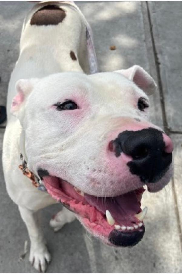 New intake (Queens ACC) 4 yr old adorable Stark belongs safe in a loving home, not at-risk in a kill shelter. 
With patient polishing, slow intros, daily physical activity &amp; no very tiny kids, he will be a wonderful companion.
nycacc.app/#/browse/230819
#Adopt #Foster #Pledge4Rescue
