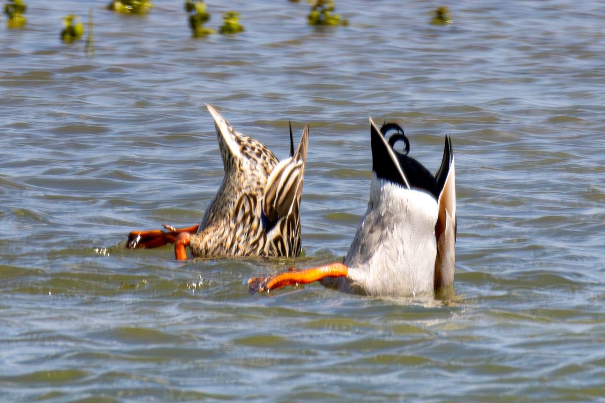<a href="/cranky1456/">Trebor 1456</a> A pair of camera shy mallards. 😬