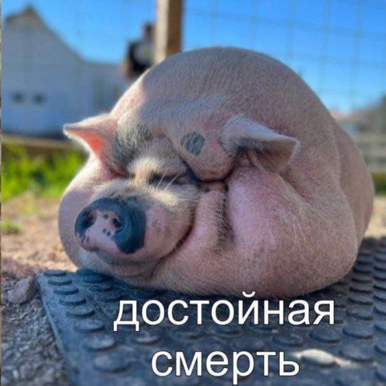 Пойманный хохол, когда видит из подвала ТЦК летящий в них фаб: