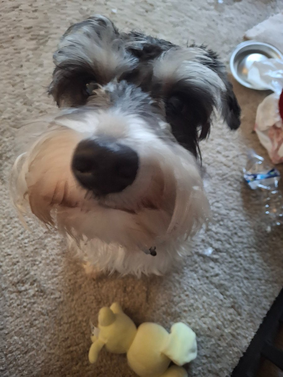 ZombieIzzy12's tweet photo. My dog giving a stare https://t.co/ee59Dg64wH