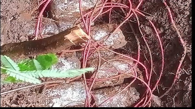 Odishaepaper's tweet image. ରାଉରକେଲା : ସରଣ୍ଡା ଜଙ୍ଗଲରୁ ପୁଣି IED ଜବତ, ନିଷ୍କ୍ରିୟ କଲେ ସୁରକ୍ଷା ବାହିନୀ 
-୧୬ଟି ଦୁଇ କେଜି ବିଶିଷ୍ଟ IED ବୋମାକୁ ଜବତ କରି ନଷ୍ଟ କରିଛନ୍ତି ସୁରକ୍ଷା ବାହିନୀ
#sarandaforest #ExplosiveSeized #Maoists #BreakingNews #odishanewsepaper