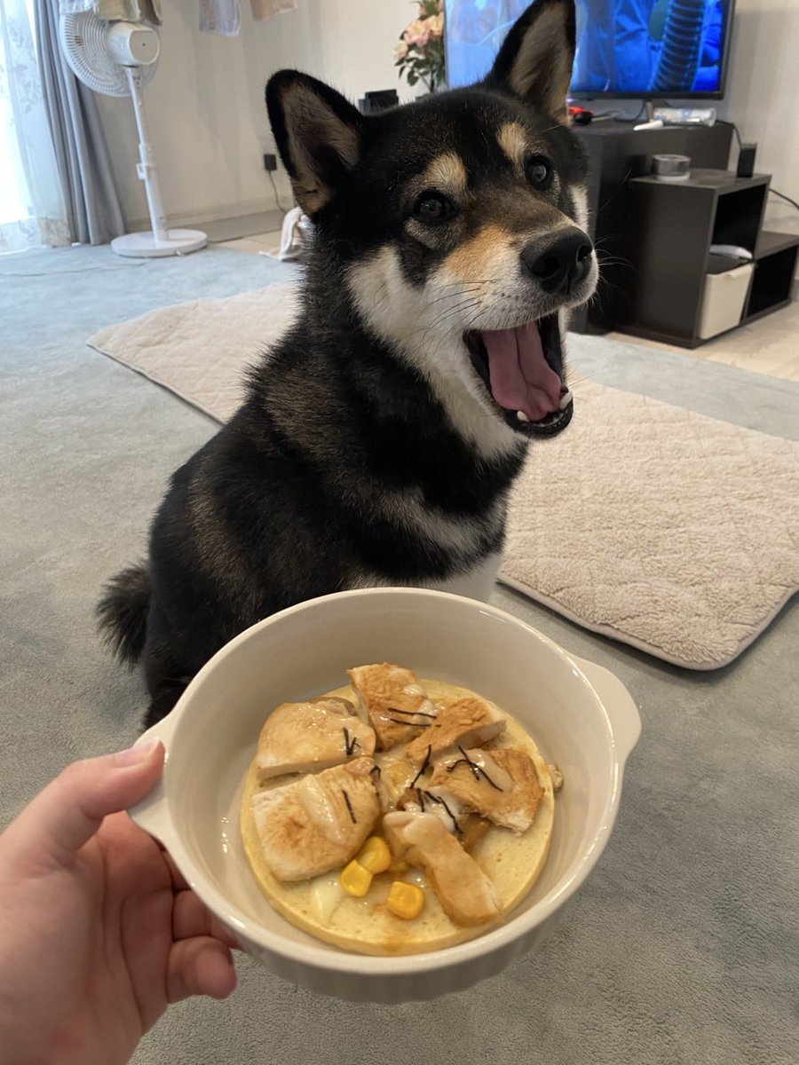 本日もち吉2歳になりました〜〜！🎉
ハピバのピザパーティやで！🙌
