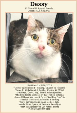 We condemn with this rhyme
NYC ACC where it's always killing time!
Darling oldie "Dessy" sits &amp; waits
for the very best of fates! 
If in #NewYork adopt this cat
&amp; you'll be blessed be sure of that!
Pledges will help her cause
to avoid death where there is no pause! 
VERY URGENT!