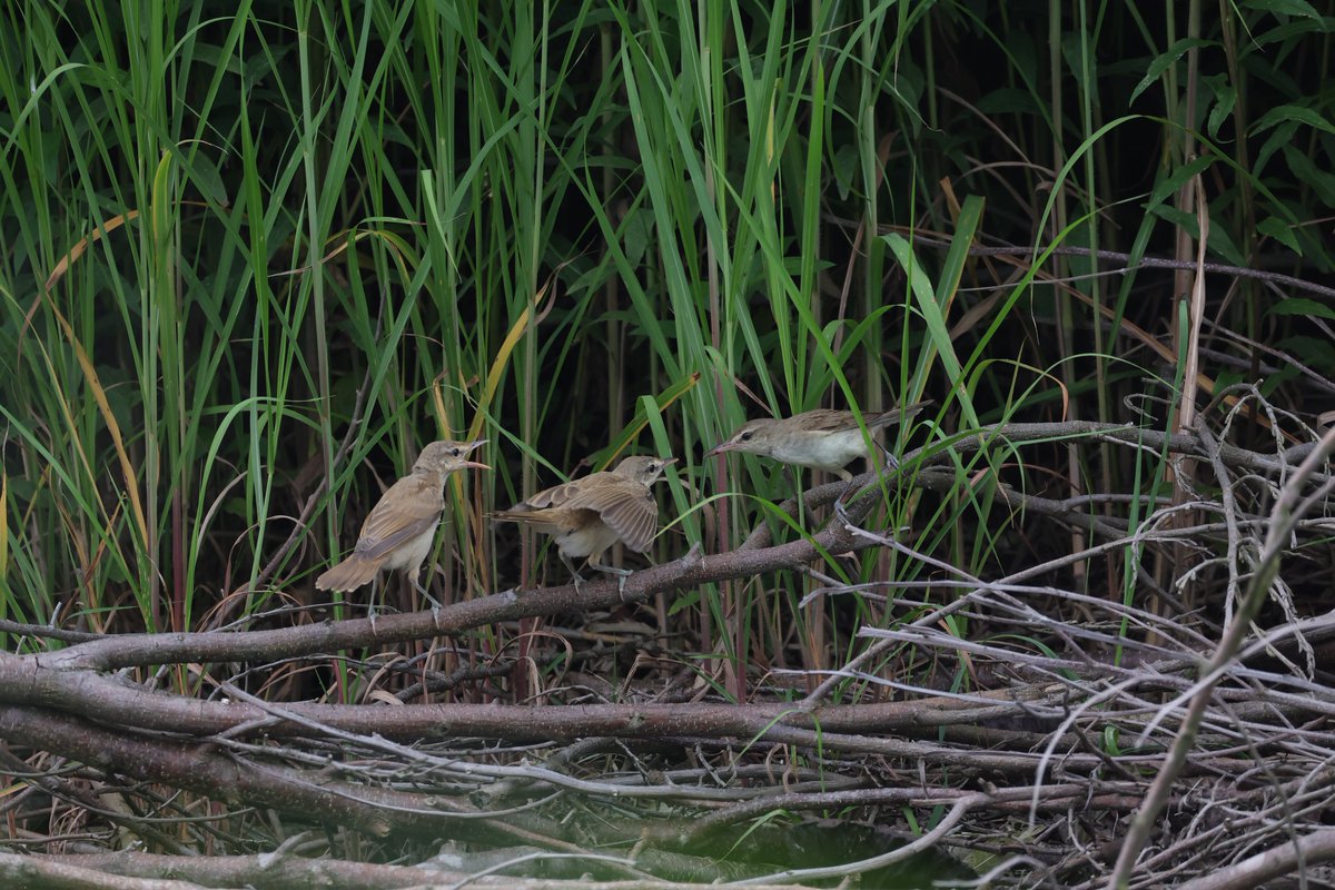 今日も今日とて🫠