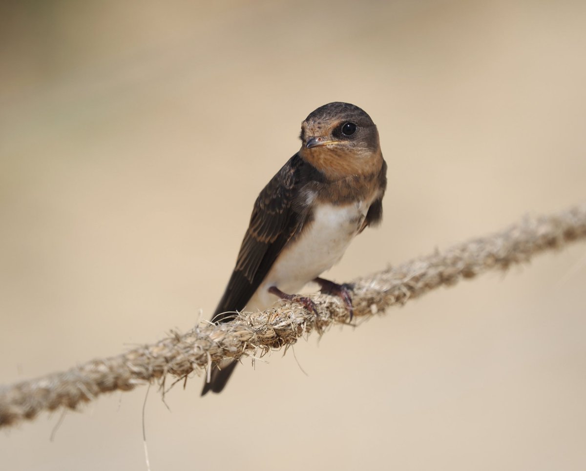 Mike Smith (@mikecsmiffy) on Twitter photo This young Swallow was among a group of juvenile Sand Martins resting on a rope barrier at Covehithe, Suffolk
#birds #birdphotography #wildlife #wildlifephotography #nature #naturephotography
<a href="/Natures_Voice/">RSPB</a> <a href="/suffolkwildlife/">SuffolkWildlifeTrust</a> <a href="/BTO_Suffolk/">BTO Suffolk</a> <a href="/NatureUK/">NatureUK</a> <a href="/Britnatureguide/">The British Nature Guide</a> <a href="/BBCSpringwatch/">BBC Springwatch</a> This young Swallow was among a group of juvenile Sand Martins resting on a rope barrier at Covehithe, Suffolk
#birds #birdphotography #wildlife #wildlifephotography #nature #naturephotography
<a href="/Natures_Voice/">RSPB</a> <a href="/suffolkwildlife/">SuffolkWildlifeTrust</a> <a href="/BTO_Suffolk/">BTO Suffolk</a> <a href="/NatureUK/">NatureUK</a> <a href="/Britnatureguide/">The British Nature Guide</a> <a href="/BBCSpringwatch/">BBC Springwatch</a>