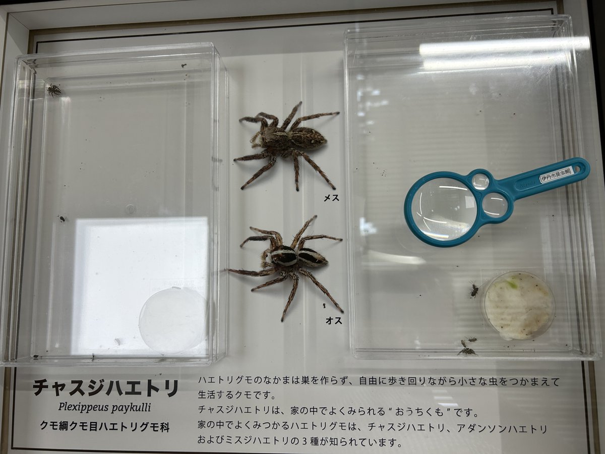 チャスジハエトリの生体展示は元気に続いている。餌はクロゴキブリ初齢幼虫を3-4個体/週くらいのペースで与えている。こういったおうちくもは、家の中のゴキブリをたくさん食べてくれていそうだ。