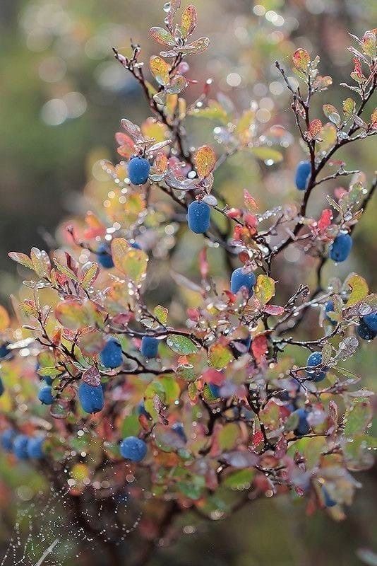 fruit name?