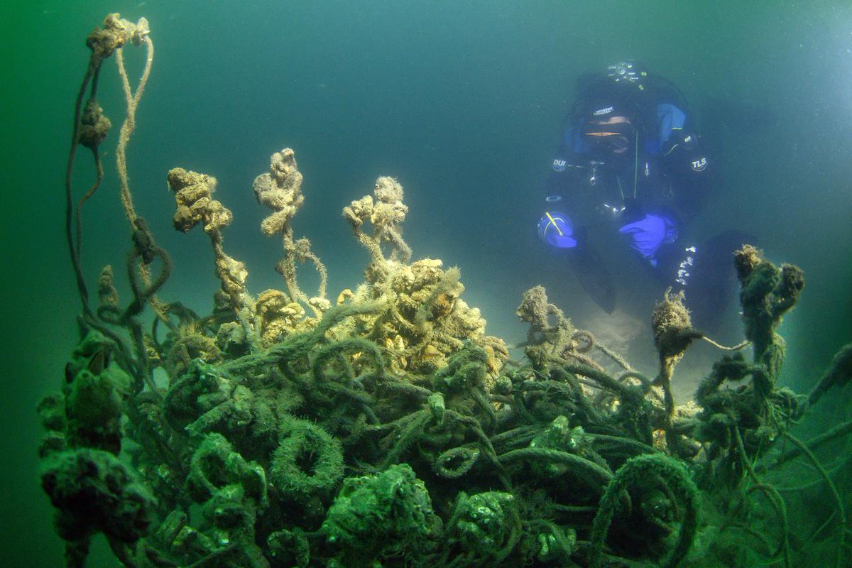 BlackNETs_BS's tweet photo. 800+ kg of ghost nets GONE! 🎣#IliaStateUniversity divers and researchers successfully cleared abandoned fishing gear from Georgia's Black Sea in May, #Kvariati. Amazing work!
#GhostBuster #BlackNETs #BlackSeaCleanup #Interregnextbsb #InterregNEXT #BlackSeaBasin #CohesionPolicy https://t.co/3mGlCVj2tN