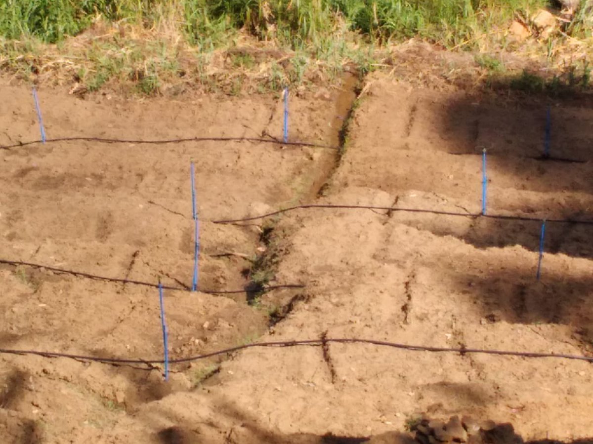 💧🥔 A milestone moment in Pitapola! A seed potato farmer experiences drip irrigation for the first time — stepping into a future of smart, sustainable farming.
#SAPP #IFAD #SmartFarming #DripIrrigation #SeedPotato #SriLanka #AgriInnovation <a href="/SherinaTabassum/">Sherina Tabassum</a> <a href="/IFADAsia/">IFAD Asia</a>