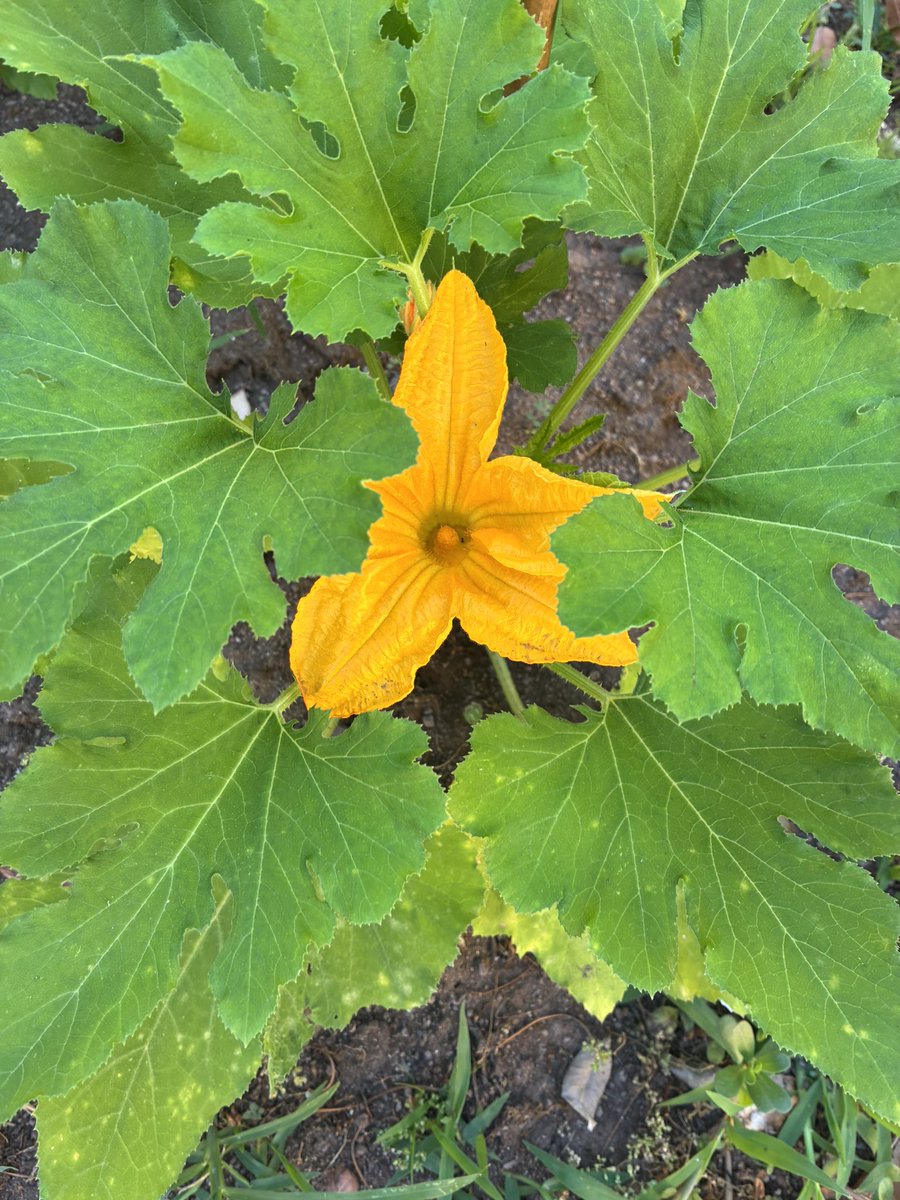 Di zucchine neanche l’ombra!