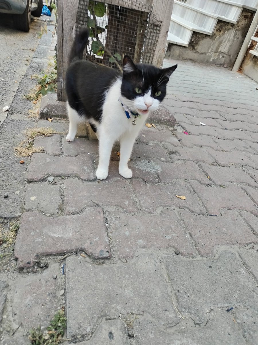 Bu bebek Gaziosmanpaşa 1103-1099 sokakta bu sabah gördük. Evde iki kedim olduğu için korumaya alamadım. Papyon ve nazar boncuğu tasması var sahibi arar. Muhtemelen yeni kaçtı <a href="/GOPBelediyesi/">Gaziosmanpaşa Belediyesi</a> biraz destek verip yayınlarmısınız.