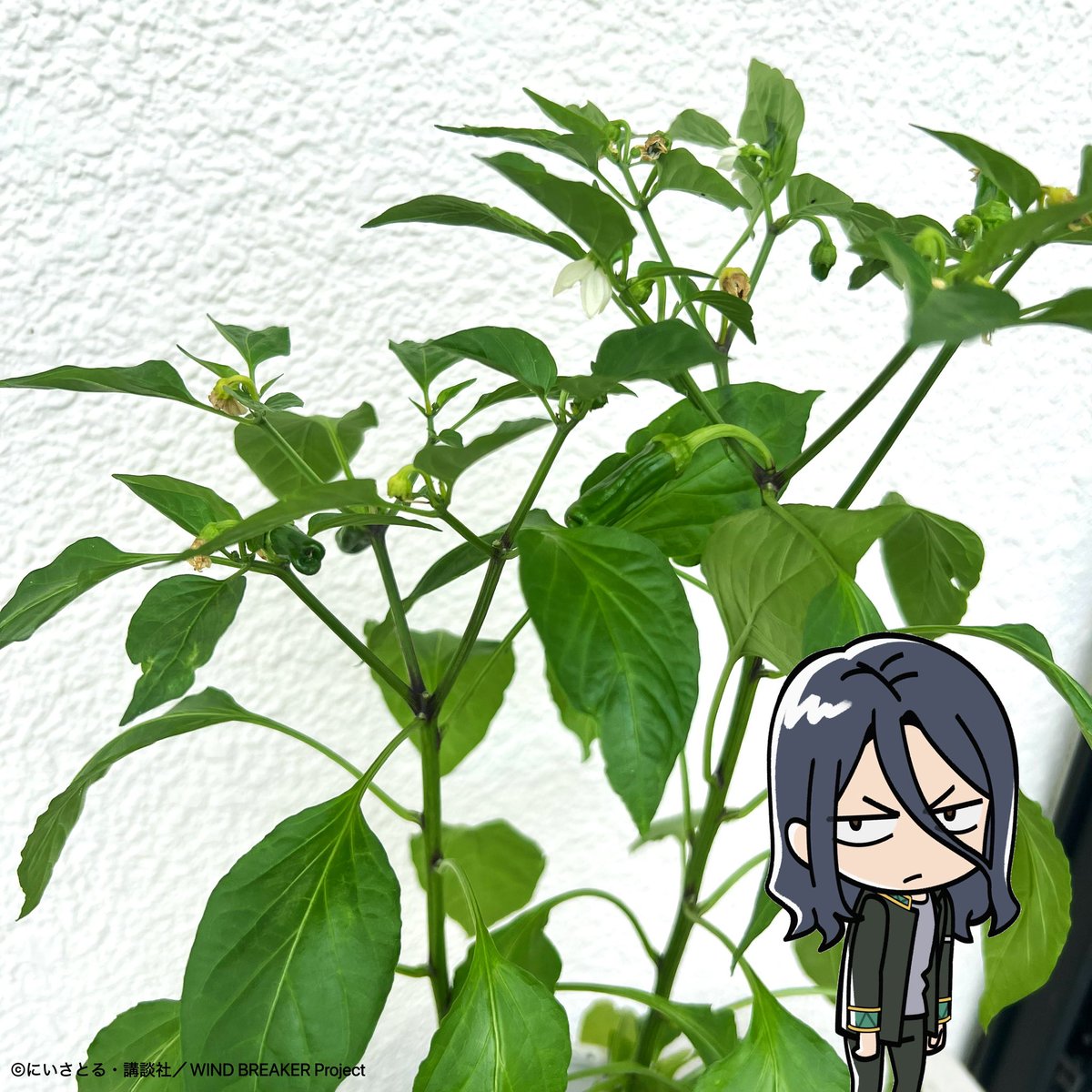 ついに実が……！！！！🫑

#京太郎くんと園芸チャレンジ 
#ウィンブレ