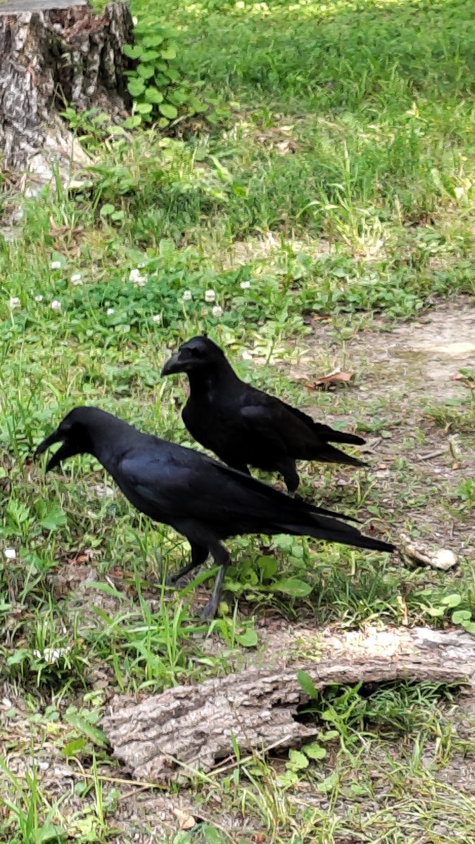 😍カラスくん豆知識😍
その3、つがい(夫婦)カラスは本当に仲がいい(^^)いつも一緒！今年も来年も～～離婚しません😊犬とか猫と全然違いますね😄
#つがいカラス #ハシブトカラス #アツアツ夫婦 #癒しマンガ #離婚しない