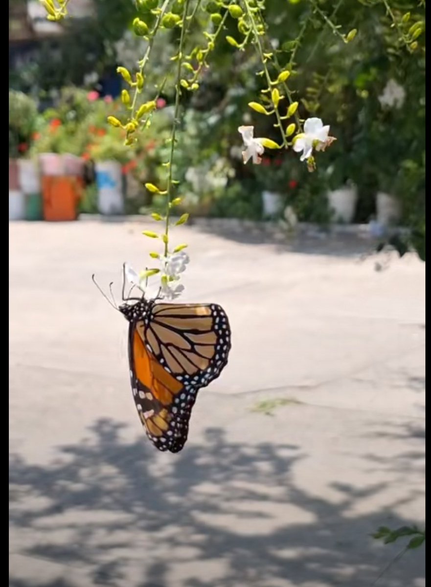 Uçaçağım dedi tırtıl,herkes güldü."KELEBEK"hariç ..

Gönlünüzce bir gün dilerim ☕😊☕

#rojbaş
#günaydın