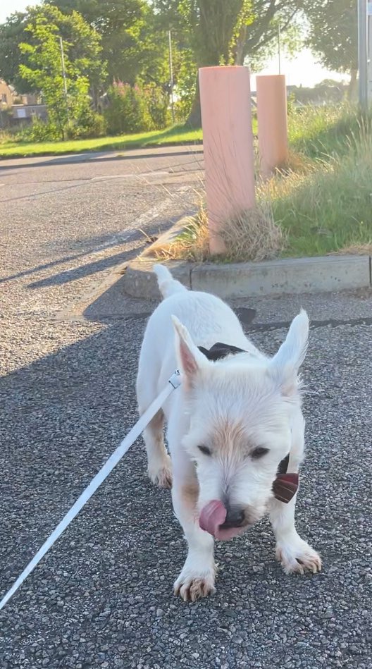 Aww dad is too early for TOTs fine I’ll do one but it’s under protest and Iz not appy bouts it. Bootiful day today pals. Have fun