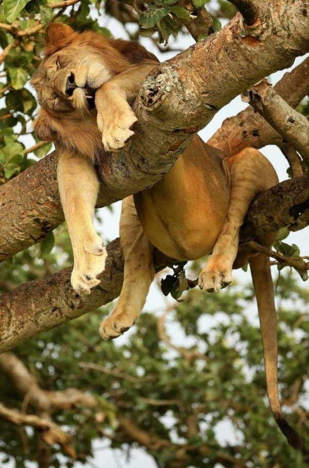 Tree- climbing lions: fact or myth?

Real and rare. Found in Ishasha Sector of Queen Elizabeth N.P. They climb fig trees to escape insects and heat. 

Don't blink- you might miss them.