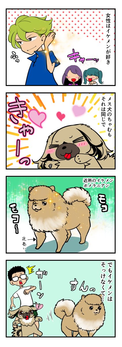 うちのちゃむ 〜近所のポメラニアン編〜 #うちのちゃむ #ペキニーズ #ペキニーズ大好き #ペット #犬 #犬のいる暮らし #犬のいる生活 #可愛い #可愛すぎる #漫画が読めるハッシュタグ #エッセイ 
