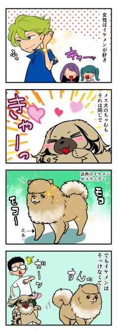 うちのちゃむ 〜近所のポメラニアン編〜 #うちのちゃむ #ペキニーズ #ペキニーズ大好き #ペット #犬 #犬のいる暮らし #犬のいる生活 #可愛い #可愛すぎる #漫画が読めるハッシュタグ #エッセイ 