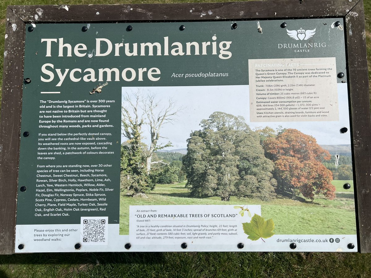 TiCLme's tweet image. #thicktrunktuesday a #GreatTree for you (Adrian &amp;amp; Cookie for scale)

The Drumlanrig Sycamore is 300 years old and the the largest in the UK 🤩

#GreatTreesof Dumfries &amp;amp; Galloway

Great Trees of Britain #GTOB 🏆🌳 🇬🇧